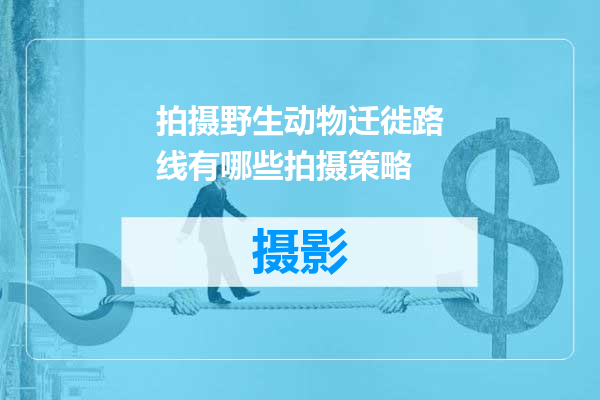 拍摄野生动物迁徙路线有哪些拍摄策略
