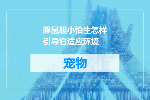 豚鼠胆小怕生怎样引导它适应环境