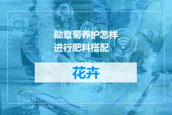 勋章菊养护怎样进行肥料搭配