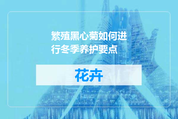 繁殖黑心菊如何进行冬季养护要点