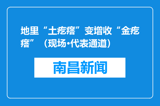 地里“土疙瘩”变增收“金疙瘩”（现场·代表通道）